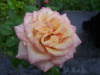 somasca0806