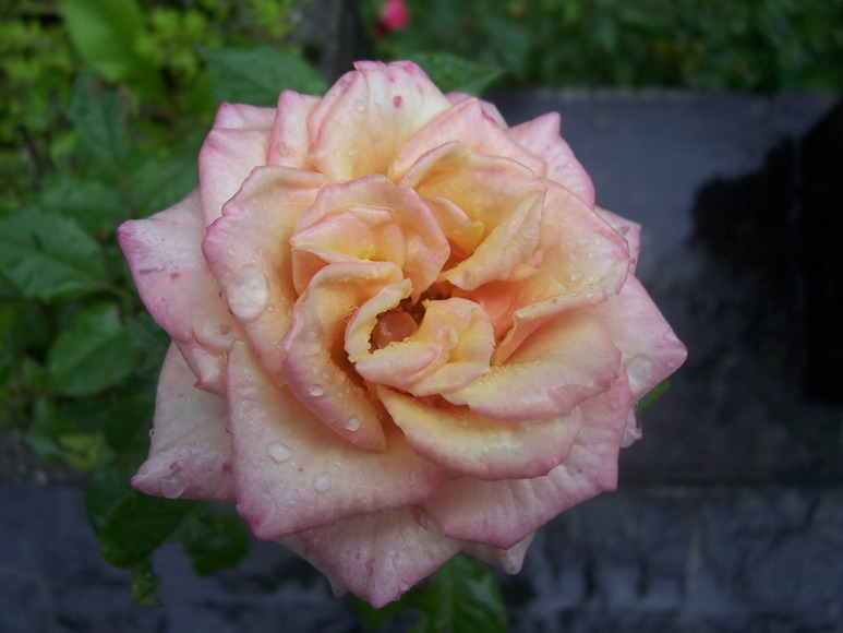 somasca0806
