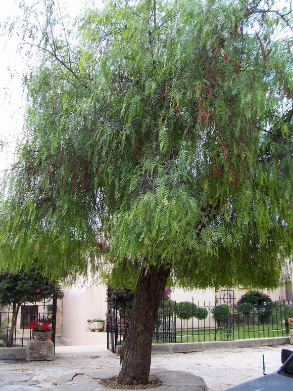isra072.jpg