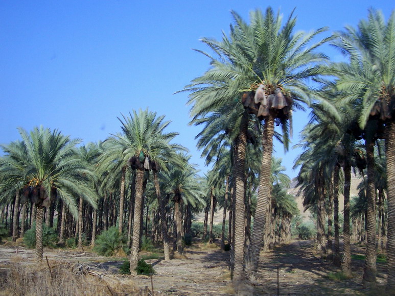 isra312.jpg