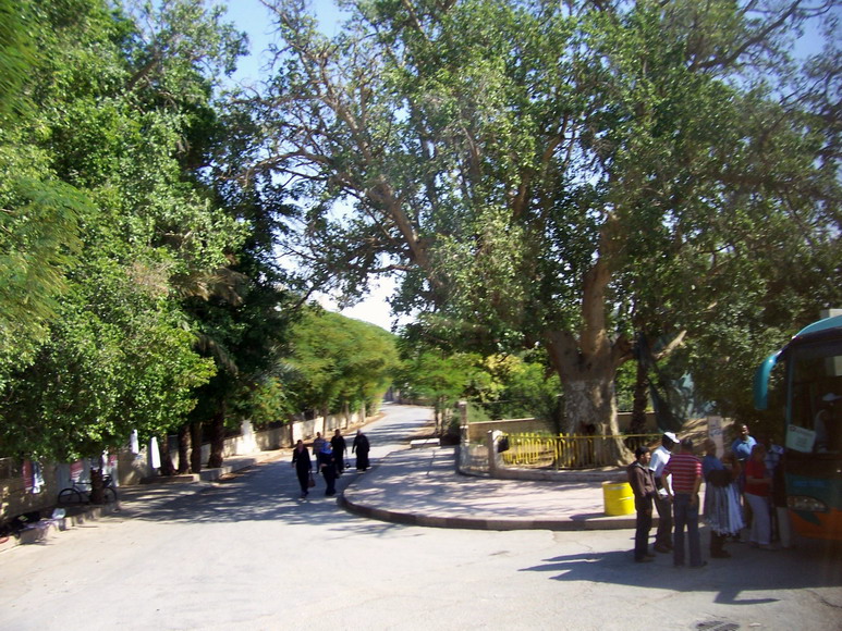 isra443.jpg