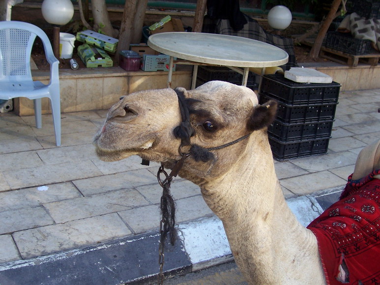 isra457.jpg