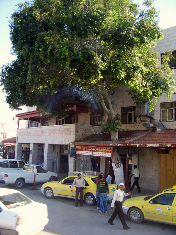 isra464.jpg
