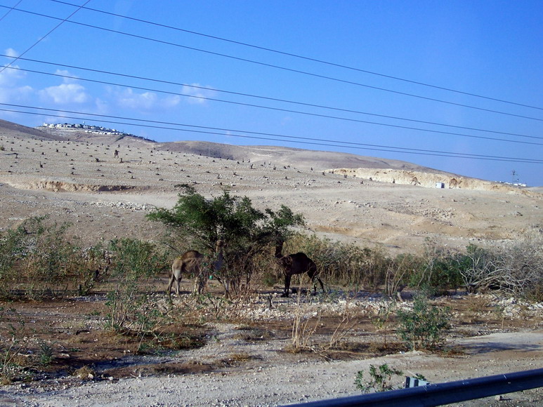 isra484.jpg