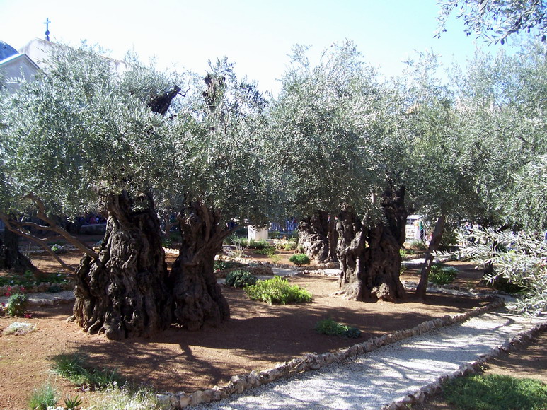 isra648.jpg