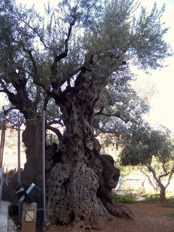 isra653.jpg