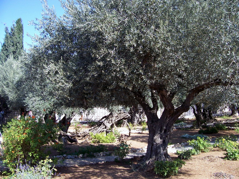 isra666.jpg