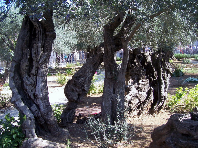isra667.jpg