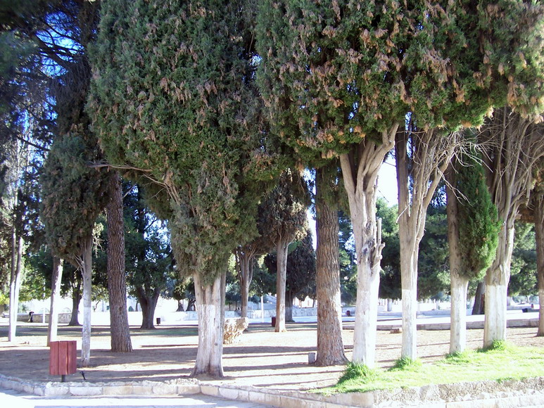isra782.jpg