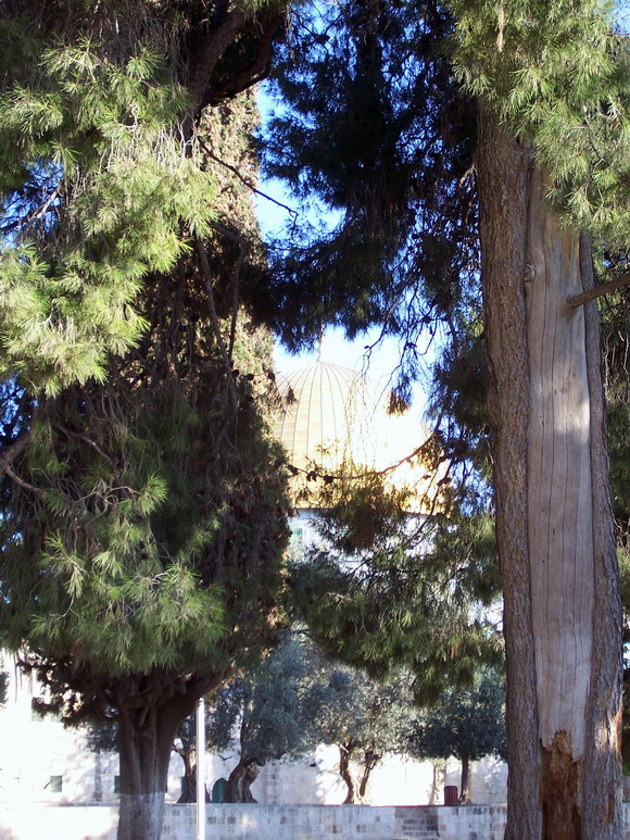 isra783.jpg