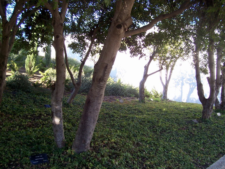 isra836.jpg