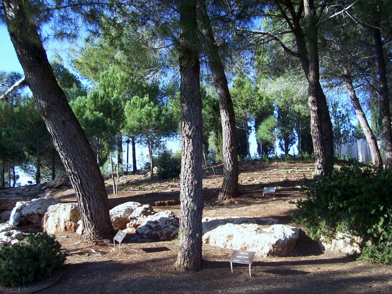 isra855.jpg
