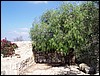 isra091.jpg
