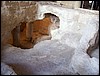isra127.jpg