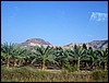isra310.jpg