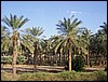 isra311.jpg