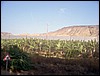isra313.jpg