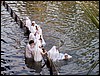 isra326.jpg