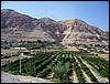 isra446.jpg