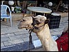 isra457.jpg