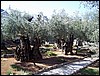 isra648.jpg