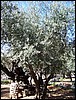 isra651.jpg