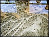 isra863.jpg
