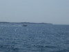 slos085