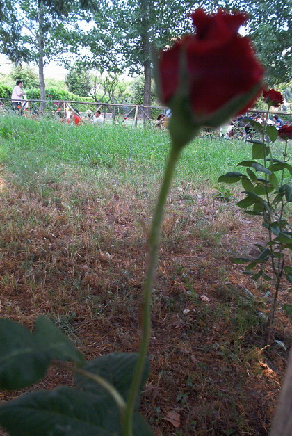 por05092.jpg