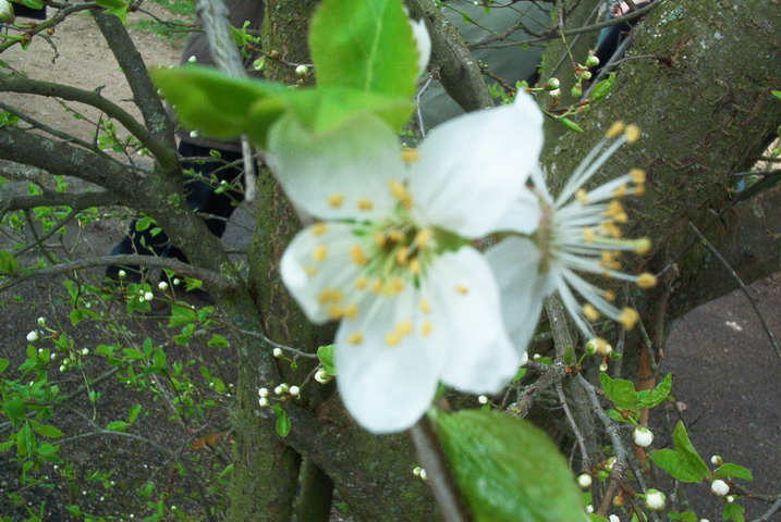 taist05015.jpg