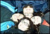 taist05088.jpg