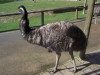 syd08_0160