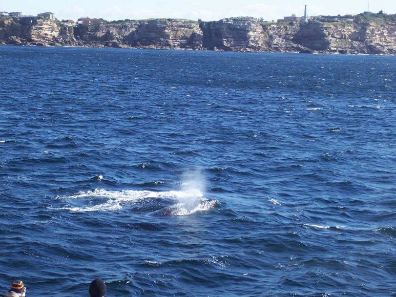syd08_0936