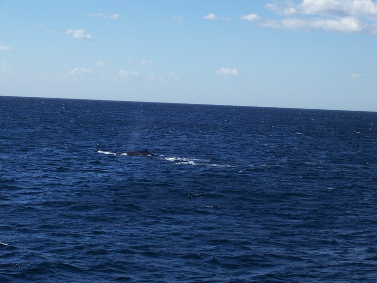 syd08_0941